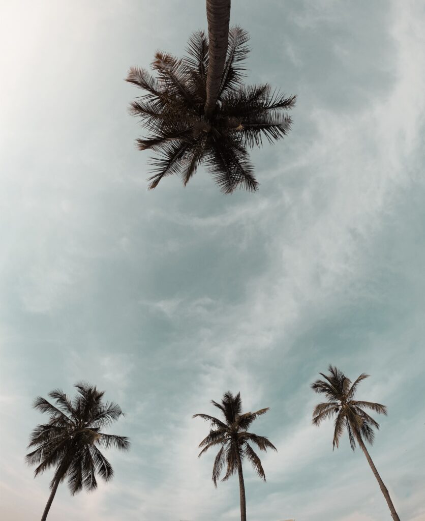 Tranquil palm tree crowns viewed from below against soft cloudy sky tropical wallpaper background