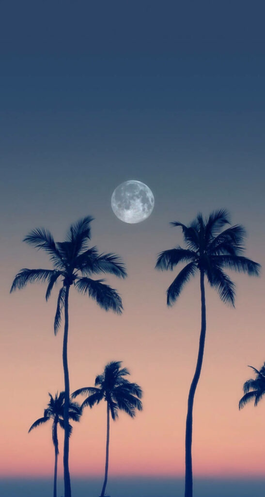 Tranquil Palm Tree Wallpaper with Gradient Sky and Full Moon