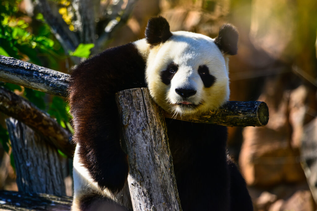 Tranquil Panda Wallpaper: Serene Nature Scene with Gentle Gaze
