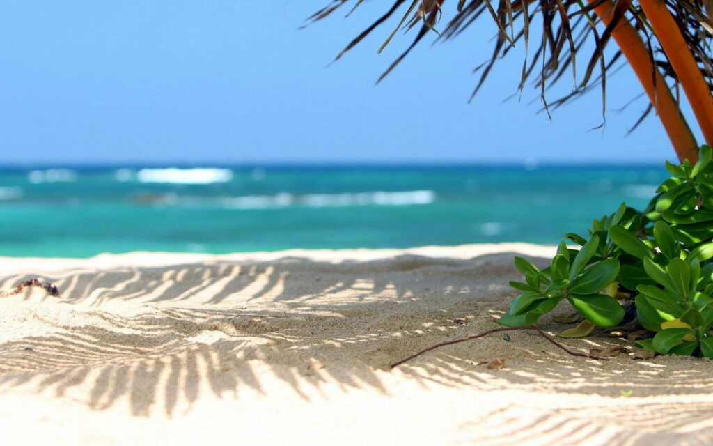 Paradise Found: Serene Tropical Oasis amidst Sand, Beach, and Palm Trees by the Coast Wallpaper