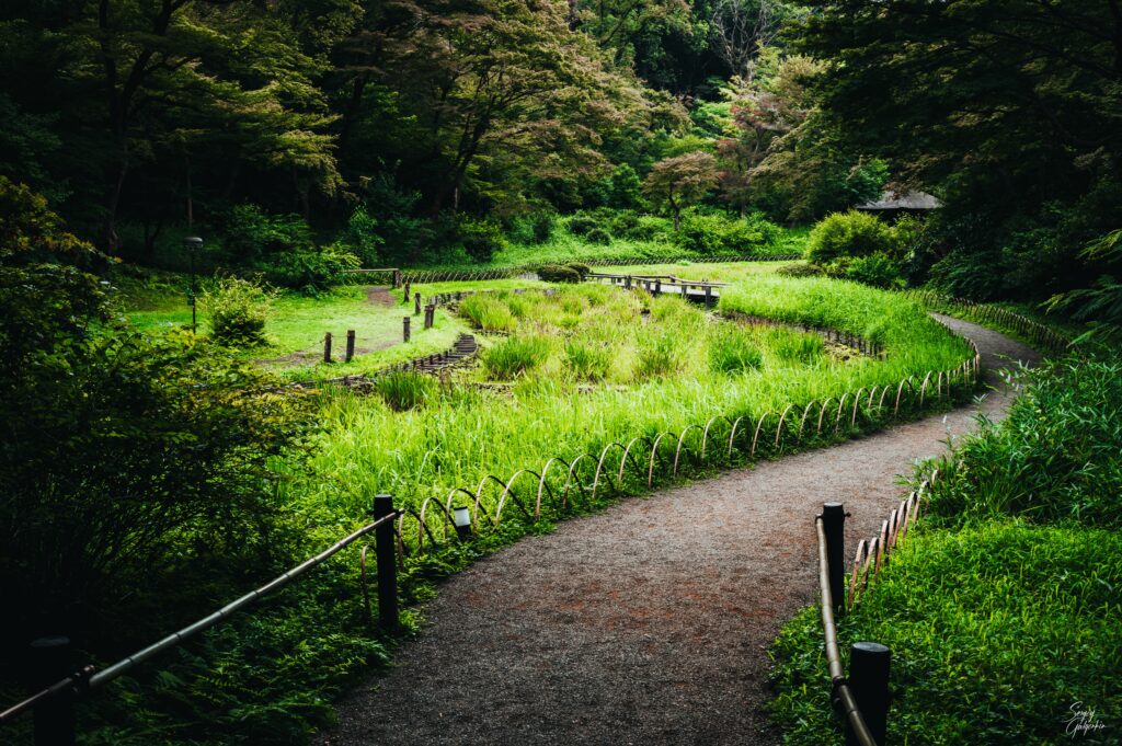 Serene park path winding through lush green grass and tall trees with vibrant foliage and sunlight Wallpaper
