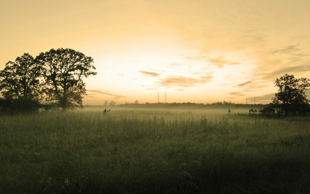 Peaceful field under pastel evening sky with tree silhouettes and gentle haze serene landscape Wallpaper