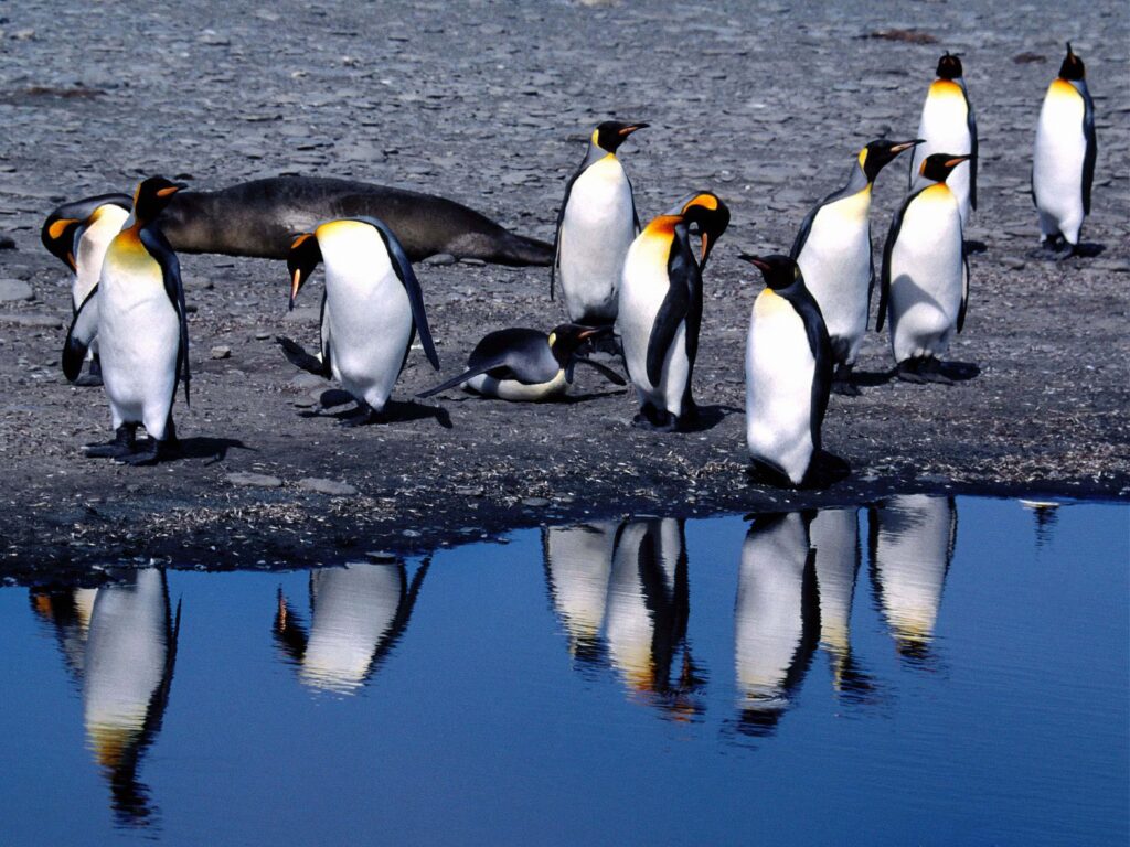 Tranquil Penguin Gathering by Summer Pool - 5600x4200 Wallpaper