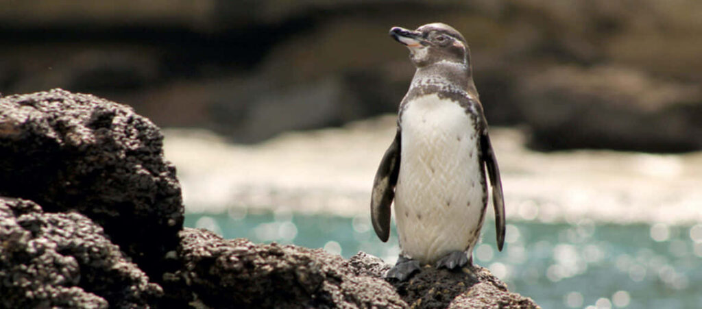 Relaxing Penguin Wallpaper: Sunlit Rocky Terrain & Serene Water