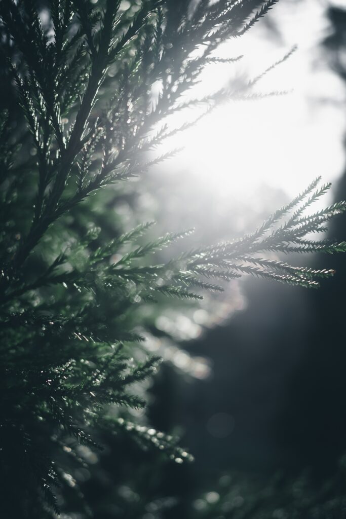 Tranquil Pine Branches Wallpaper with Soft Sunlight Blur Effect