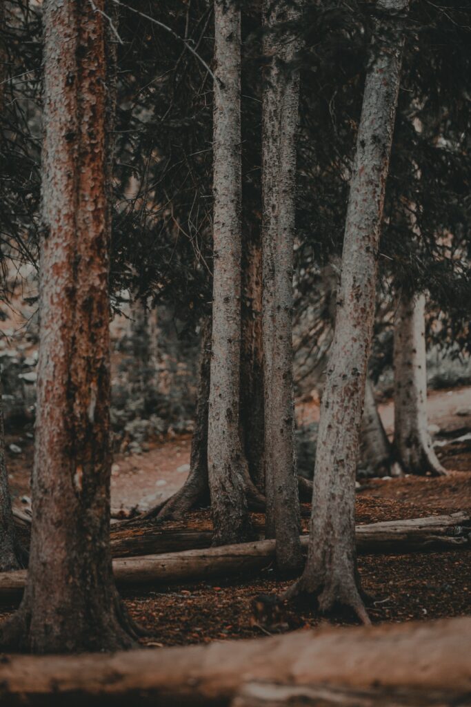 Tall pine trees with textured trunks in a tranquil forest with soft natural lighting wallpaper