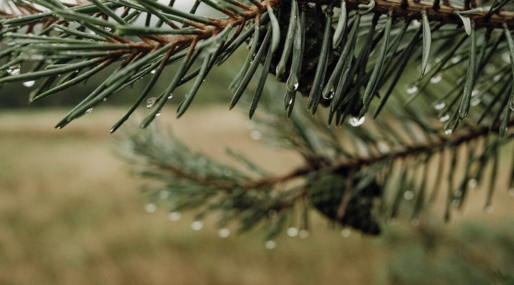 Tranquil Pine Needle Macro Wallpaper with Glistening Water Droplets
