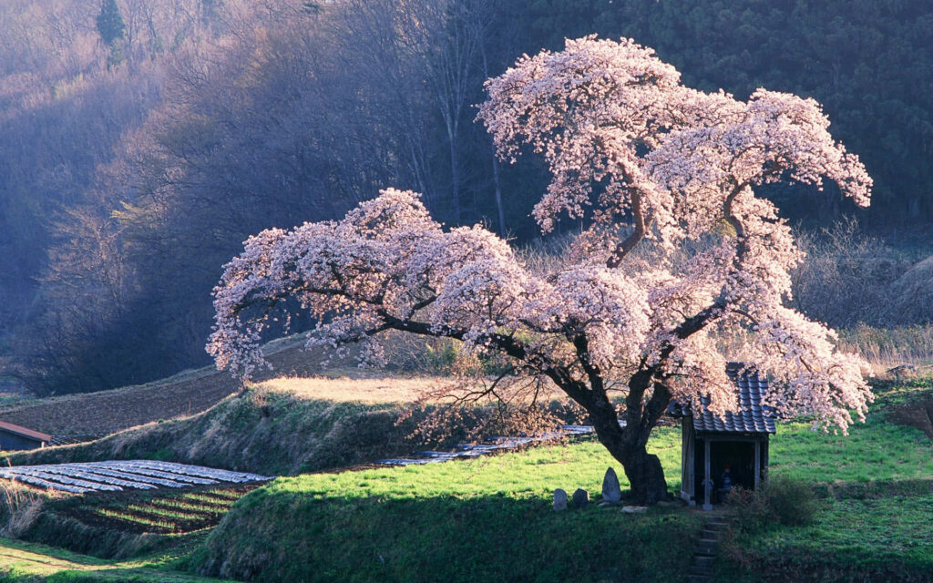 Serene Pink Blossom Tree Wallpaper - Tranquil Nature Background