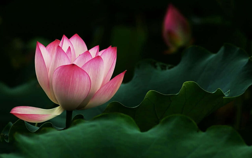 Tranquil Pink Lotus Blossom on Calm Waters with Lush Green Leaves Wallpaper