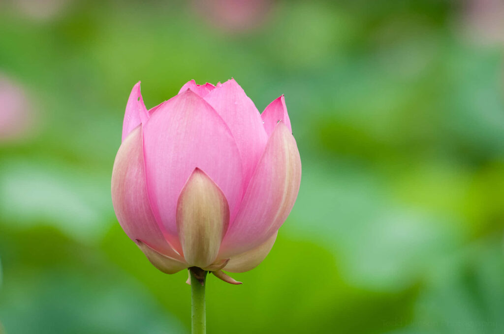 Serene Pink Lotus Blossom Wallpaper on Soft Green Background