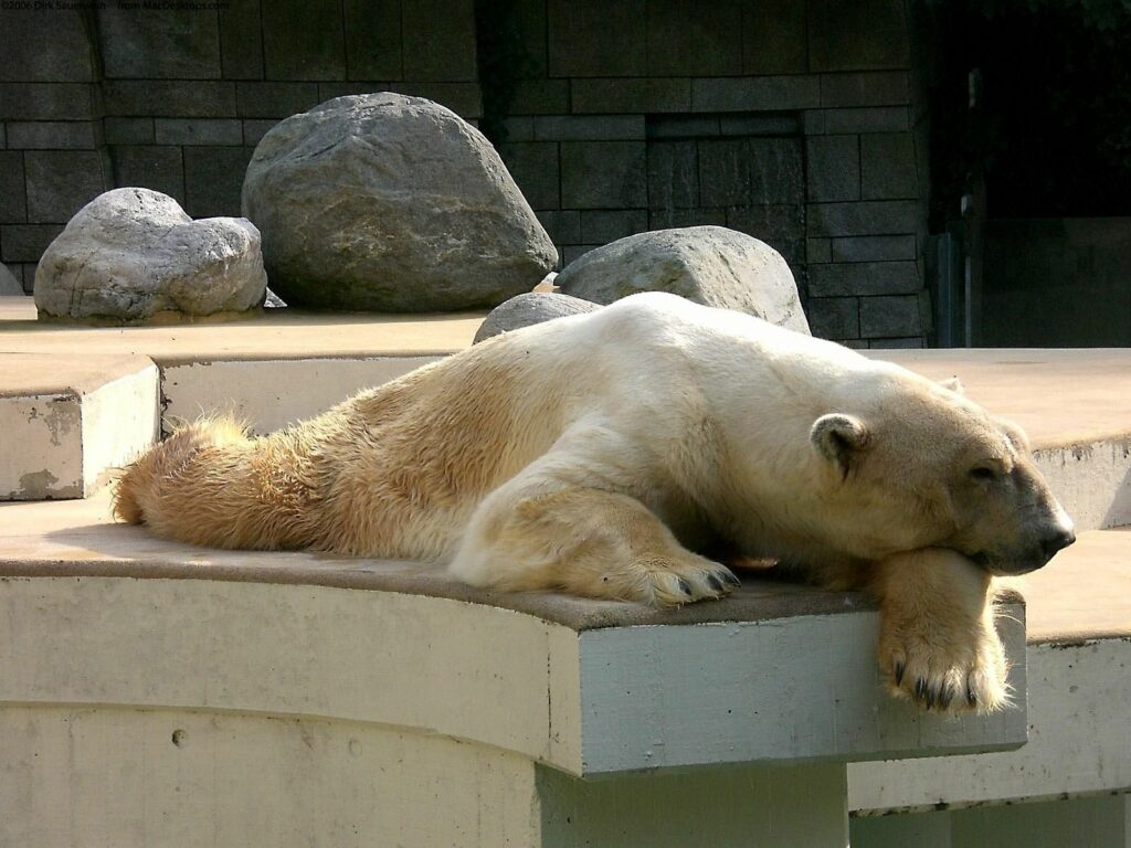 Serene Polar Bear Wallpaper: Peaceful Nature Reserve Scene