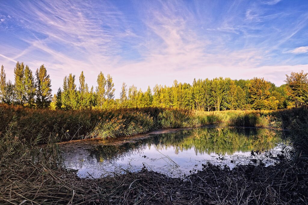 Serene pond with tall trees lush greenery vibrant blue sky and wispy clouds nature wallpaper background
