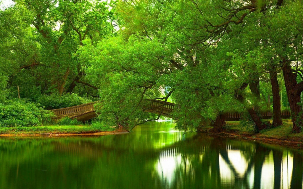 Tranquil Pond Wallpaper: Serene Nature Scene with Wooden Bridge