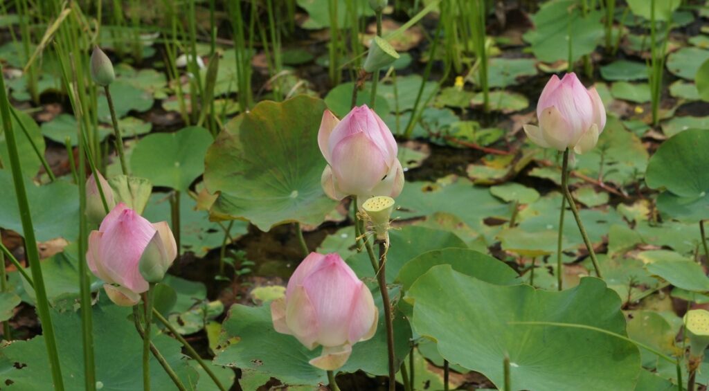 Tranquil Pond Wallpaper: Pink Lotus Buds & Lush Green Leaves