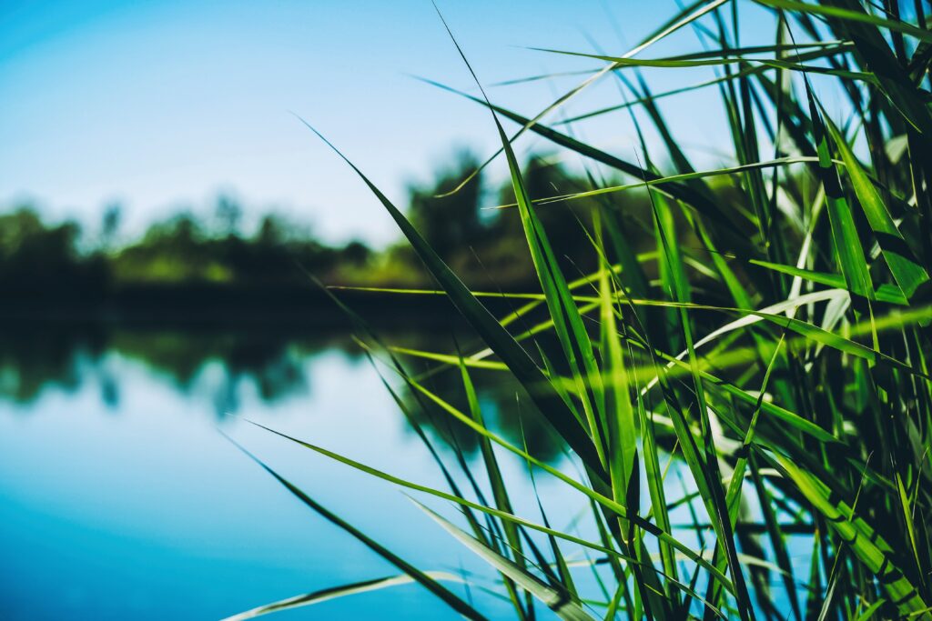 Vibrant Green Reeds by Tranquil Pond - Serene Wallpaper Background