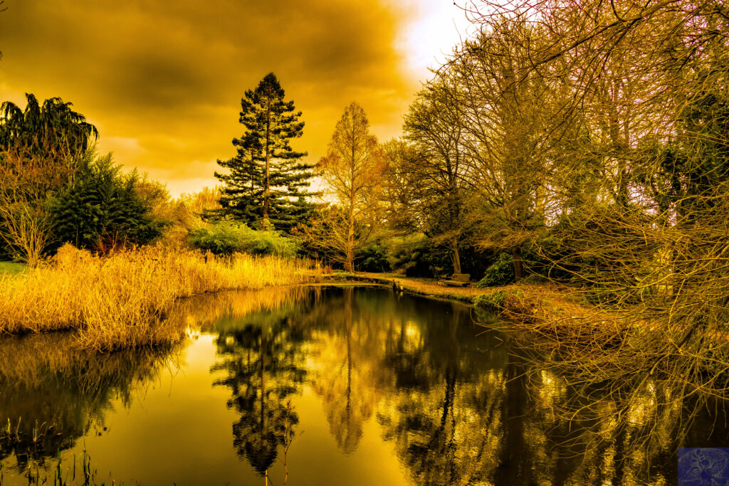 Tranquil pond with tall grasses and trees reflecting on calm water in warm golden tones wallpaper
