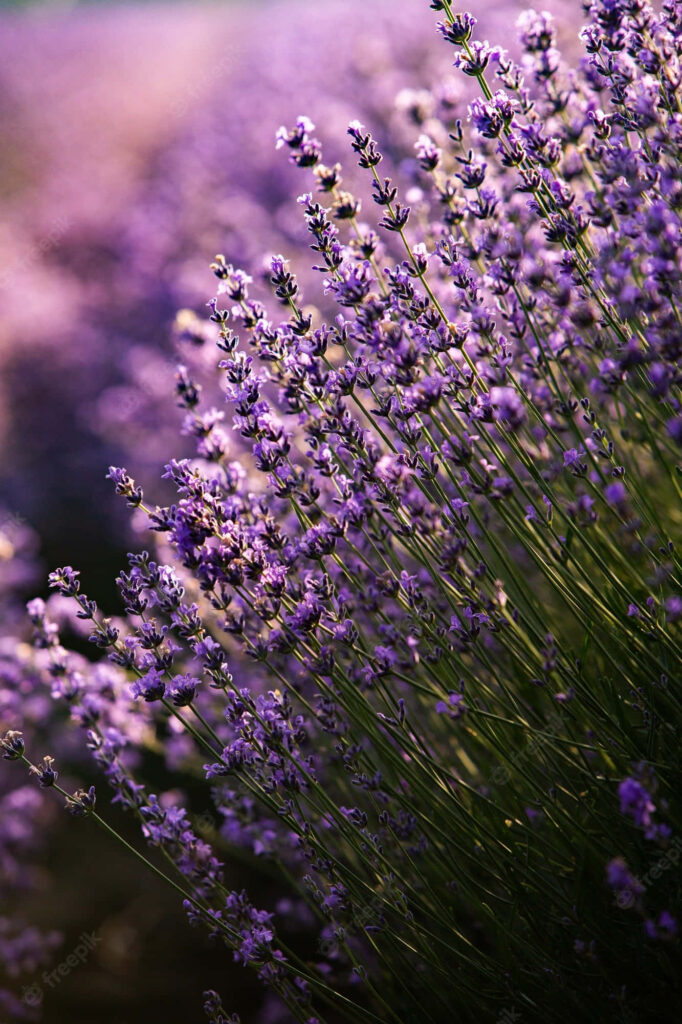 Tranquil Lavender Field Wallpaper: Serenity in Purple and Green