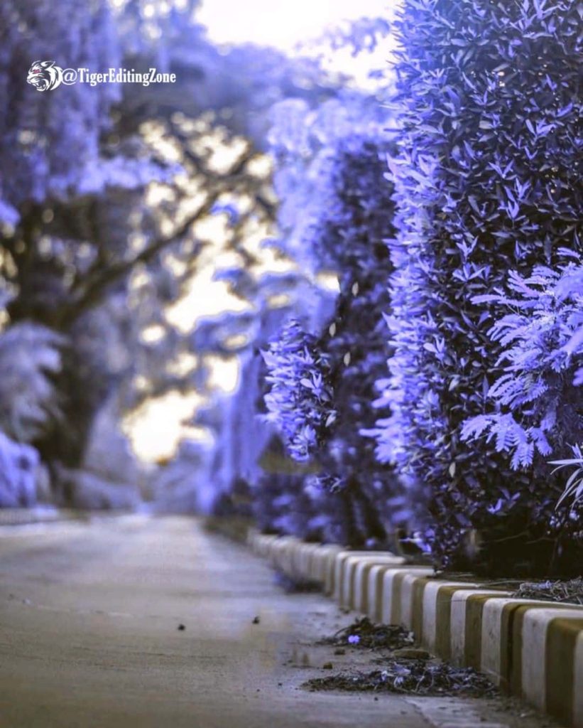 Surreal wallpaper with tranquil road and vibrant purple trees in dreamy ethereal forest scene
