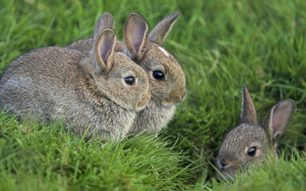 Tranquil Wallpaper: Three Rabbits in Lush Green Grass