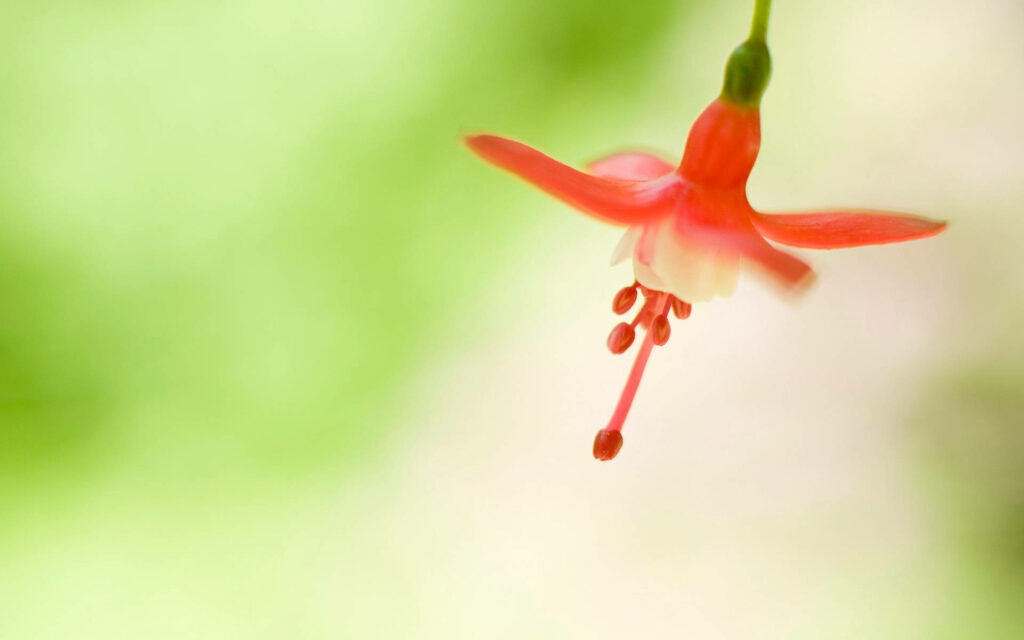 Tranquil Red Flower on Soft Green Background: A Minimalist's Delight Wallpaper