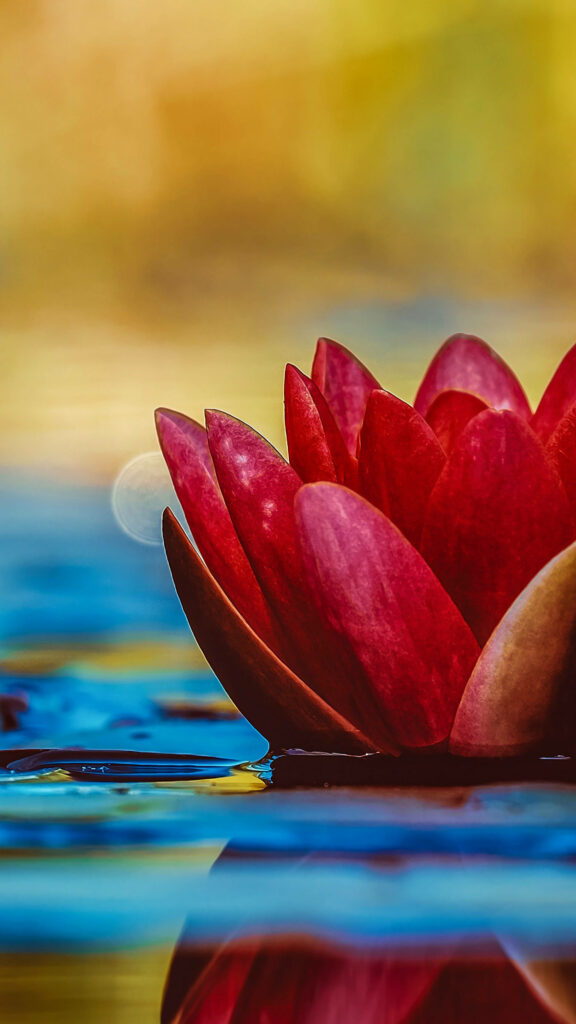 Vivid Red Lotus Flower Wallpaper with Reflective Water Background