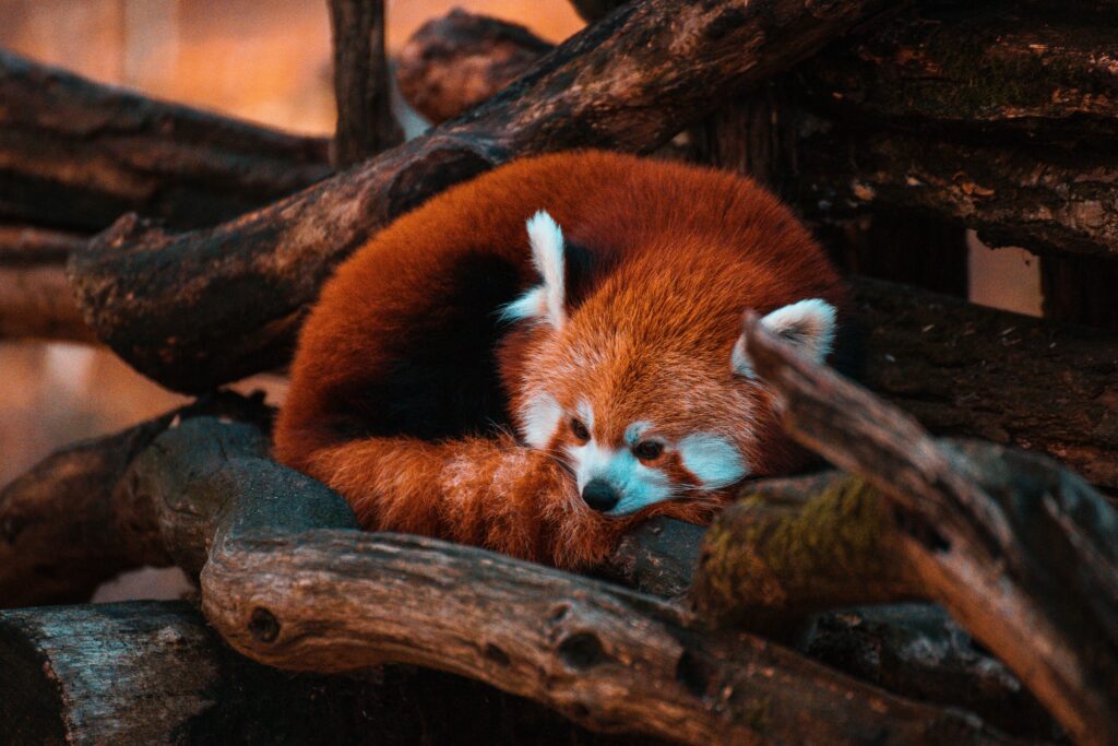 Peaceful Red Panda Wallpaper: Nature’s Beauty in High Resolution