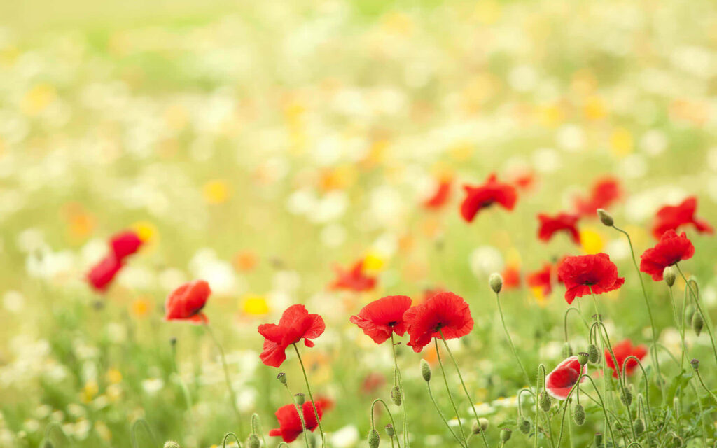 Serene Red Poppy Field Against a Soft Floral Background Wallpaper