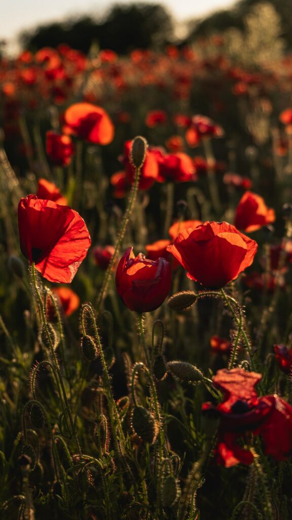 Vibrant Red Poppies Wallpaper: Elegant Wildflower Field in Sunlight
