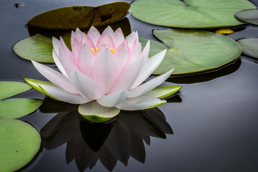 Tranquil Waters: Serene Pink Lotus Flower Adorning a Calm Pond Wallpaper