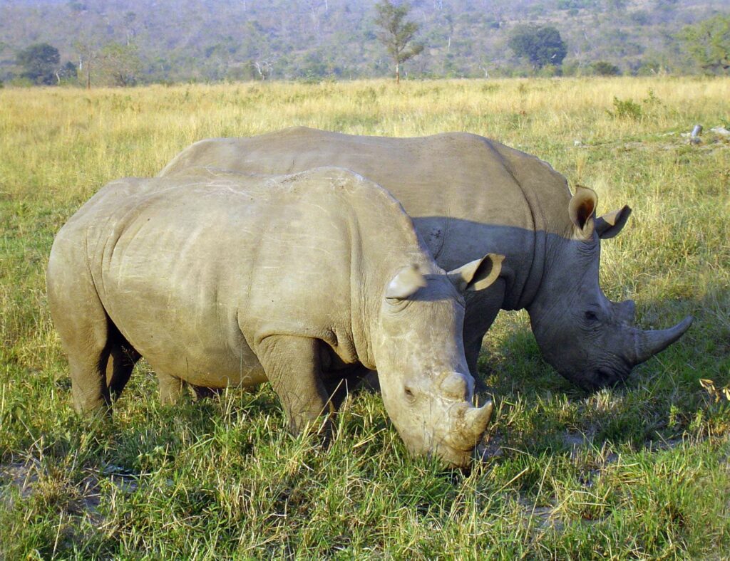 Peaceful Rhinoceroses in Natural Landscape Wallpaper - Tranquil Background