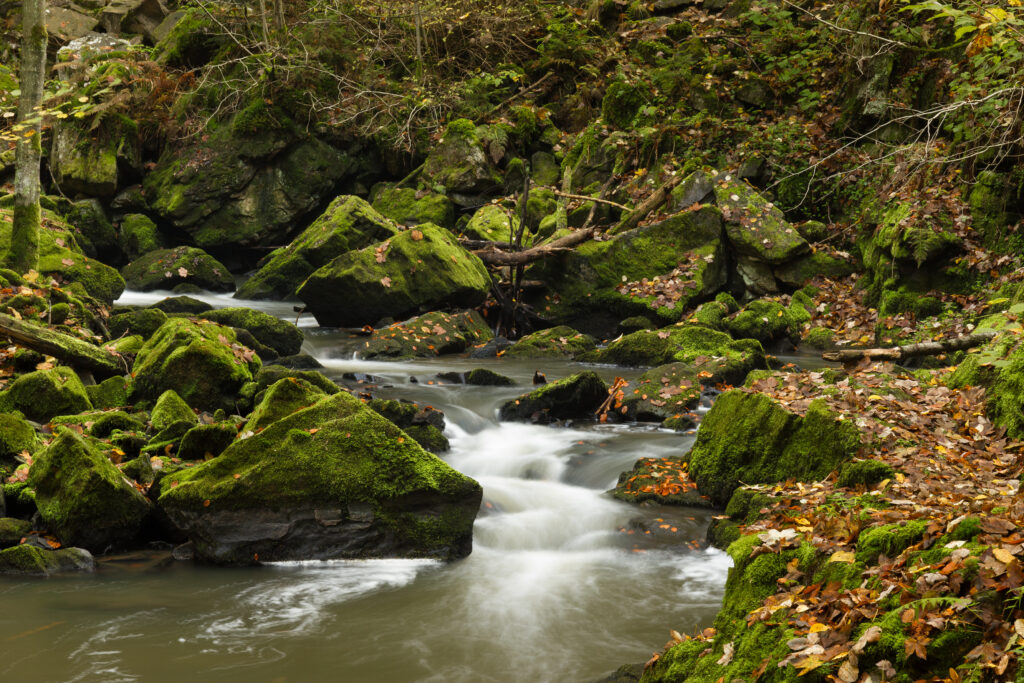 Tranquil river flowing over mossy rocks surrounded by autumn leaves in lush green landscape Wallpaper