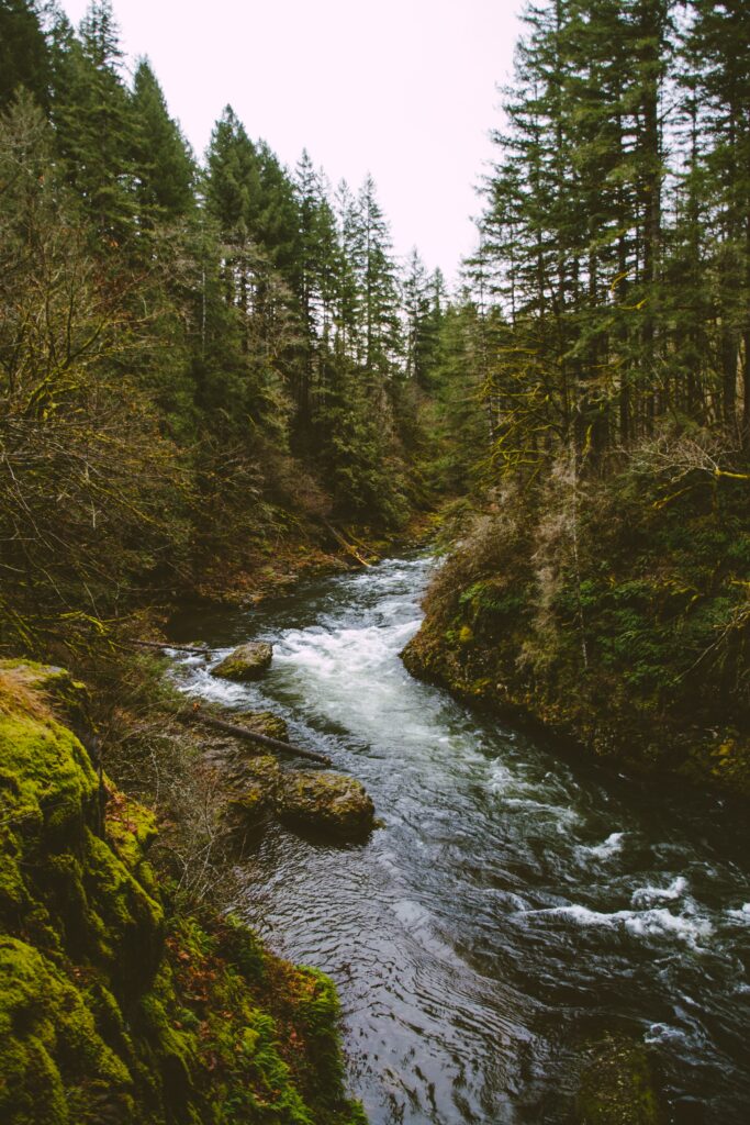 Tranquil river flowing through lush spruce forest with mossy rocks and vibrant green foliage background Wallpaper