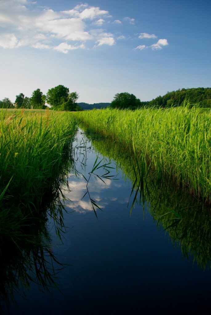 Serene landscape with calm river lush green reeds and trees under a clear blue sky wallpaper