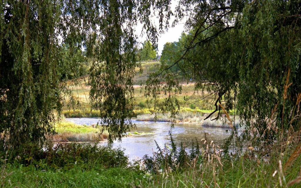 Tranquil river winding through lush green grass and tall trees in peaceful natural landscape wallpaper