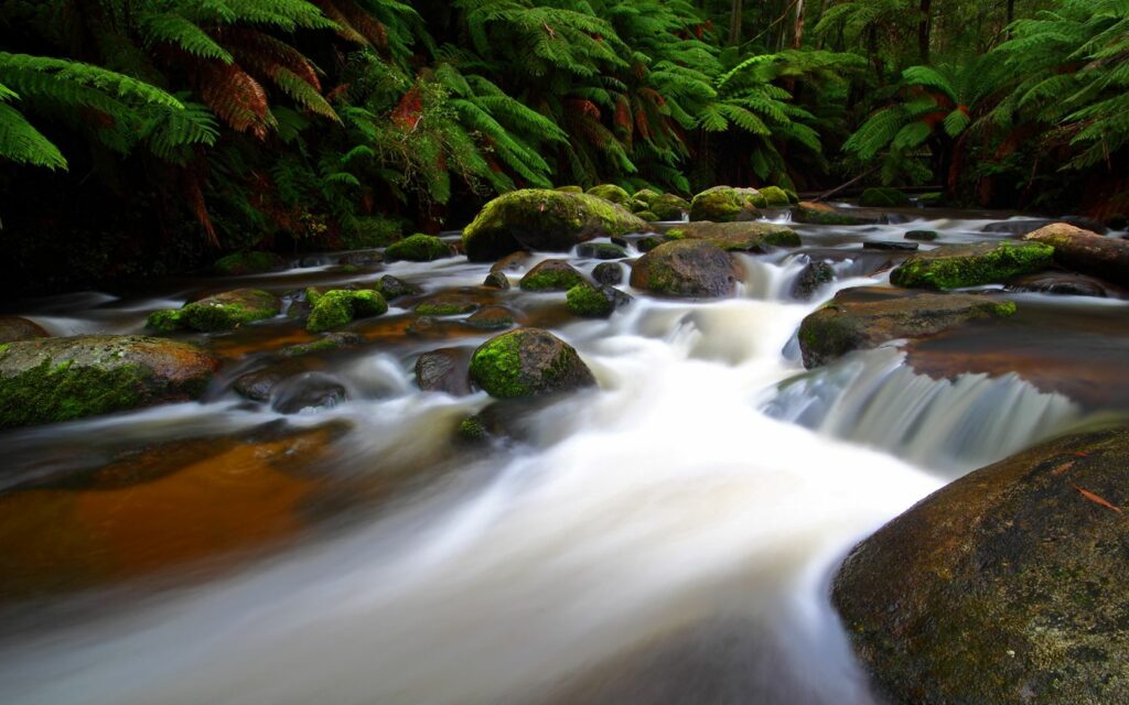 Serene river stream flowing over mossy rocks surrounded by lush ferns and dense greenery wallpaper