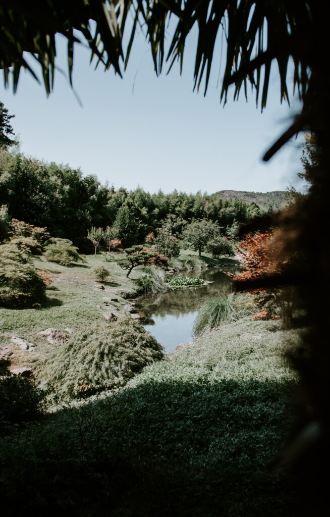Tranquil river winding through lush green trees with soft sunlight creating peaceful nature scene Wallpaper