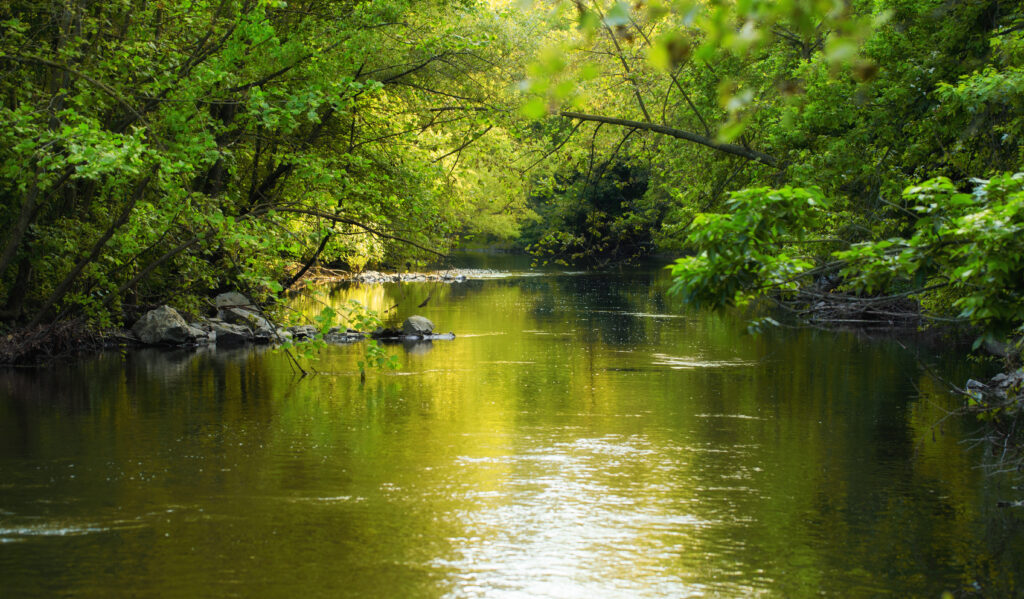 Serene river with lush green trees sunlight filtering through branches reflecting on water Wallpaper