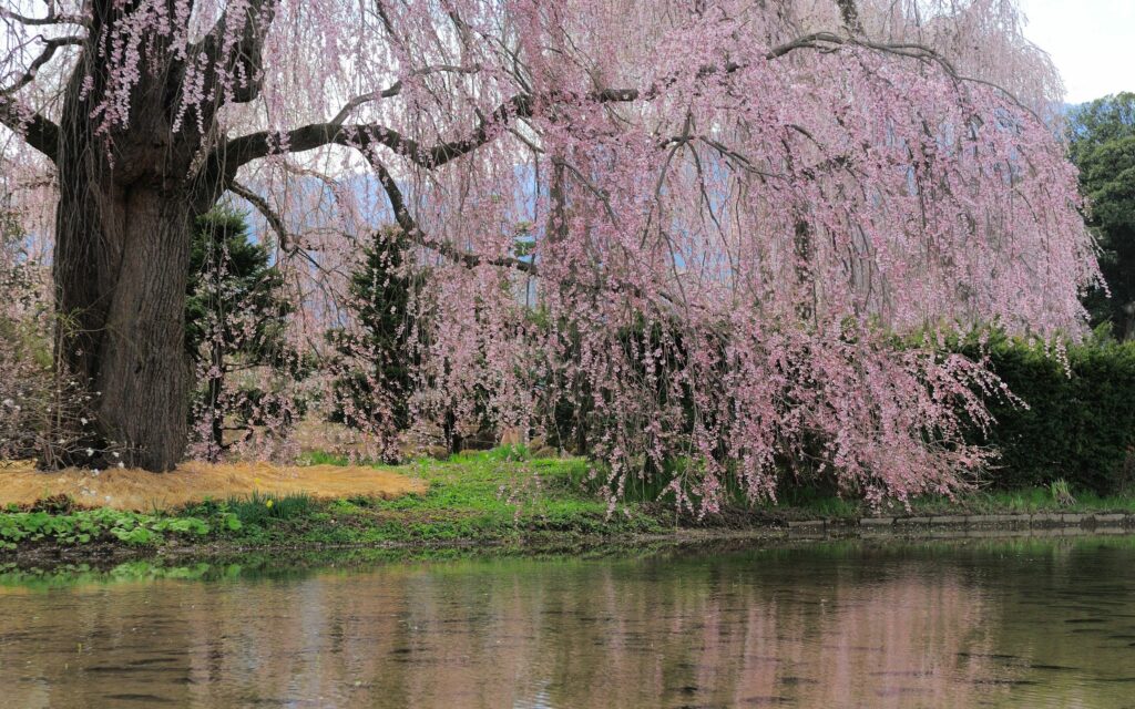 Tranquil river reflecting pink blossoms from majestic tree with lush grass and vibrant flowers Wallpaper