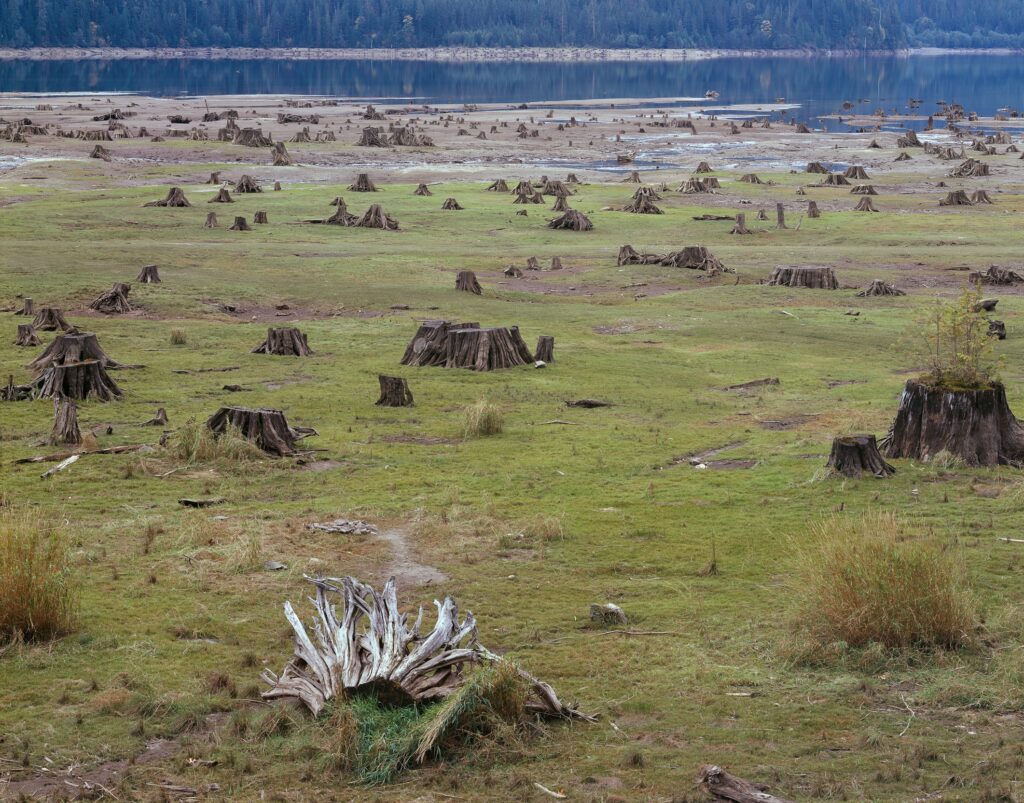 Tranquil riverside with tree stumps on green grass against blue water and forested hills background Wallpaper