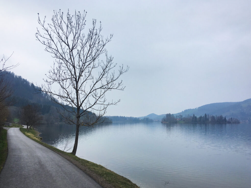 Leafless tree by calm river with coastal road and misty hills under soft overcast sky nature wallpaper