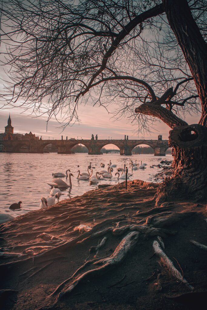 Swans gliding on calm river under historic bridge at sunset with dramatic trees and roots Wallpaper