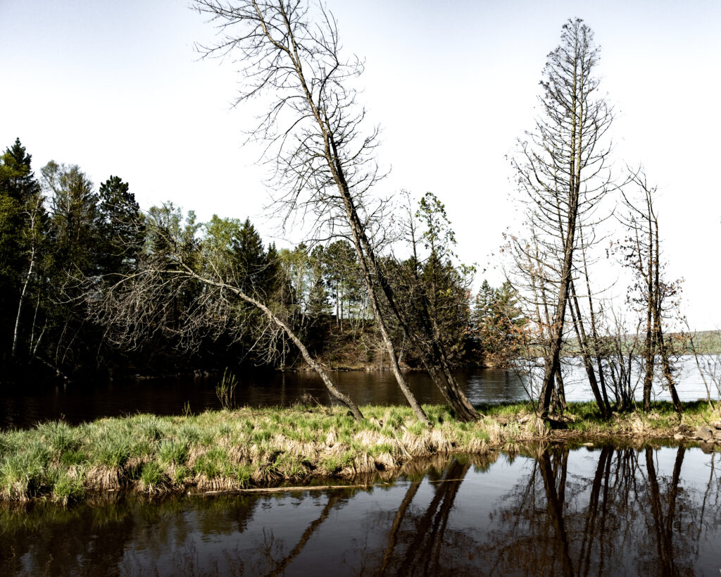 Tranquil riverside with tall trees glassy river reflections lush green grass peaceful nature scene Wallpaper