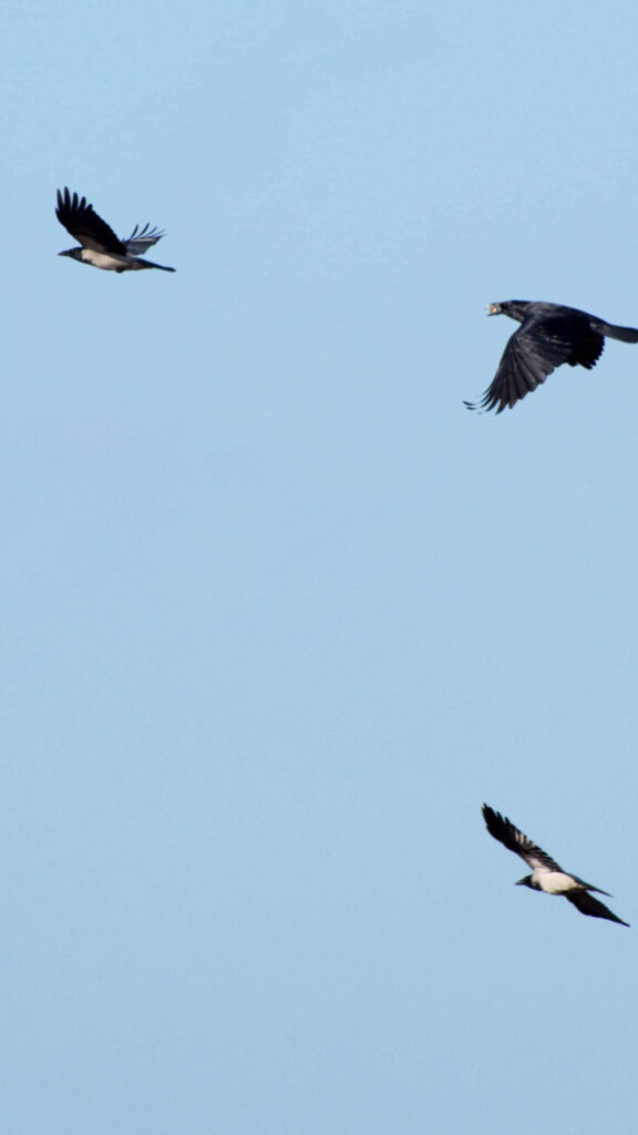 Tranquil Rooks in Flight Over Clear Blue Sky - Serene Wallpaper