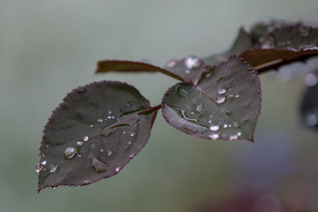 Tranquil Rose Branch Wallpaper: Water Droplets & Green Leaves