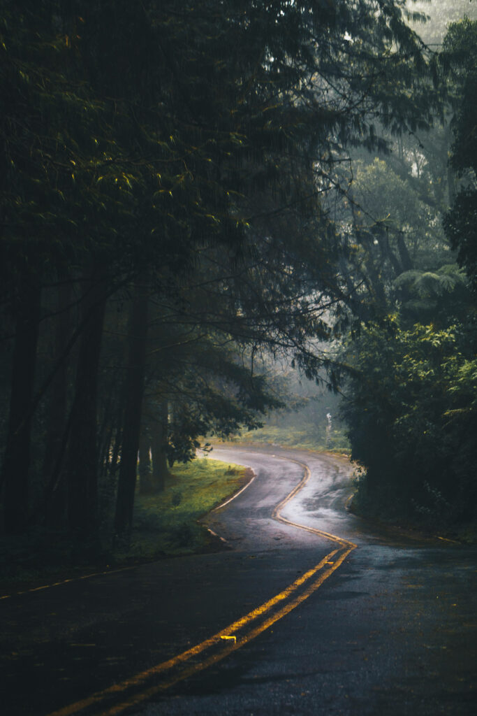 Serene Nature Drive: Captivating Empty Roads and Towering Trees for Your Iphone Screen Wallpaper
