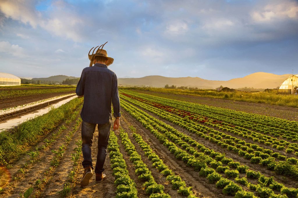 Farmer in straw hat walking through green crops at golden hour with rolling hills background Wallpaper