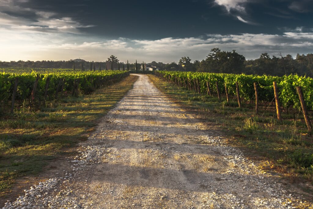 Tranquil rural field with gravel road sunlight shadows lush green vines and dramatic cloudy sky wallpaper