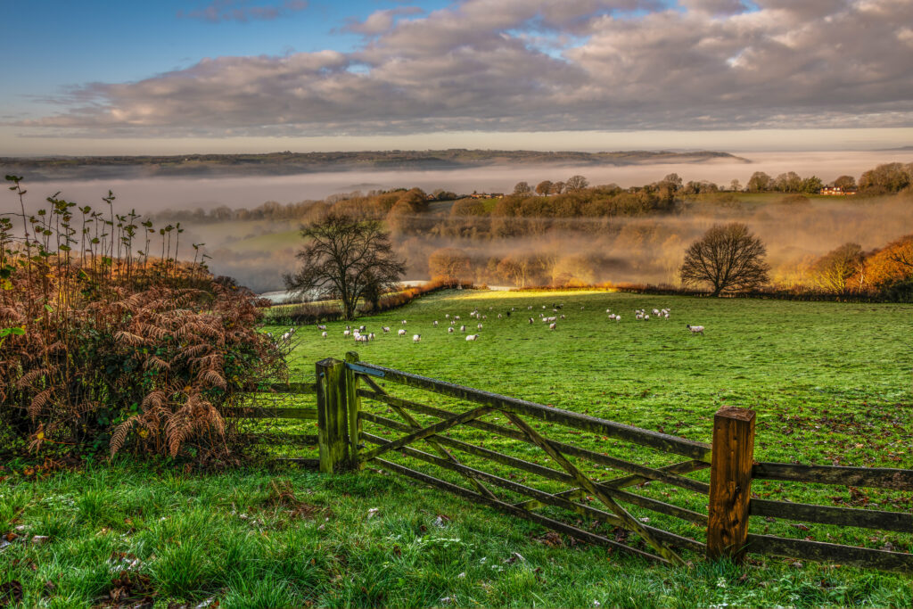 Serene rural landscape with grazing sheep green field rustic wooden gate misty trees golden light Wallpaper