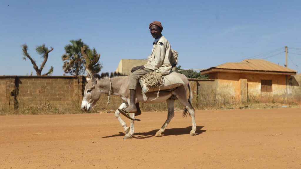 Man riding donkey on dusty road with rustic buildings palm trees under clear blue sky rural scene Wallpaper