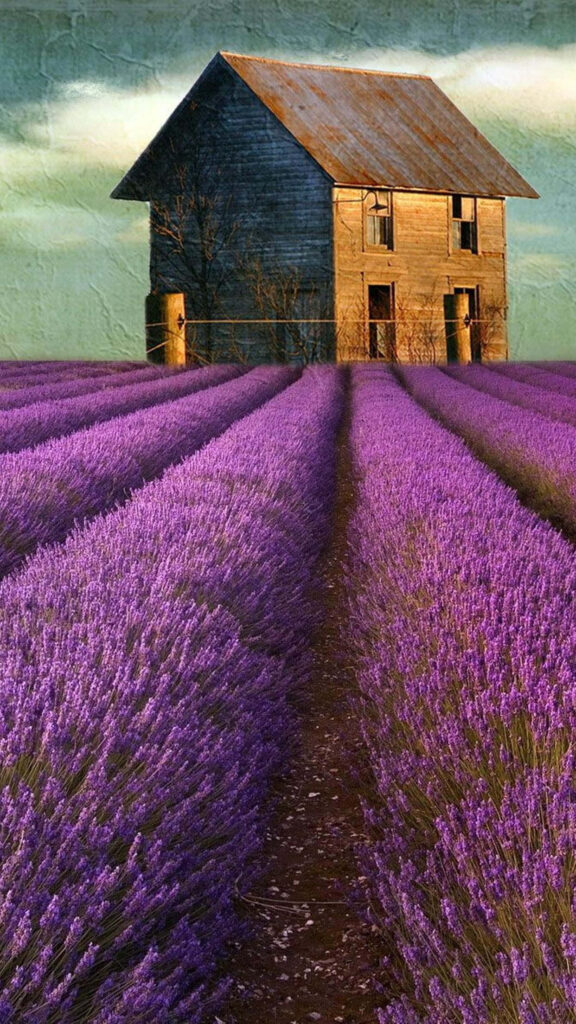 Tranquil Rustic Barnhouse in Vibrant Lavender Field Wallpaper